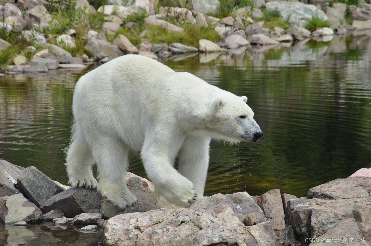 polar-bear